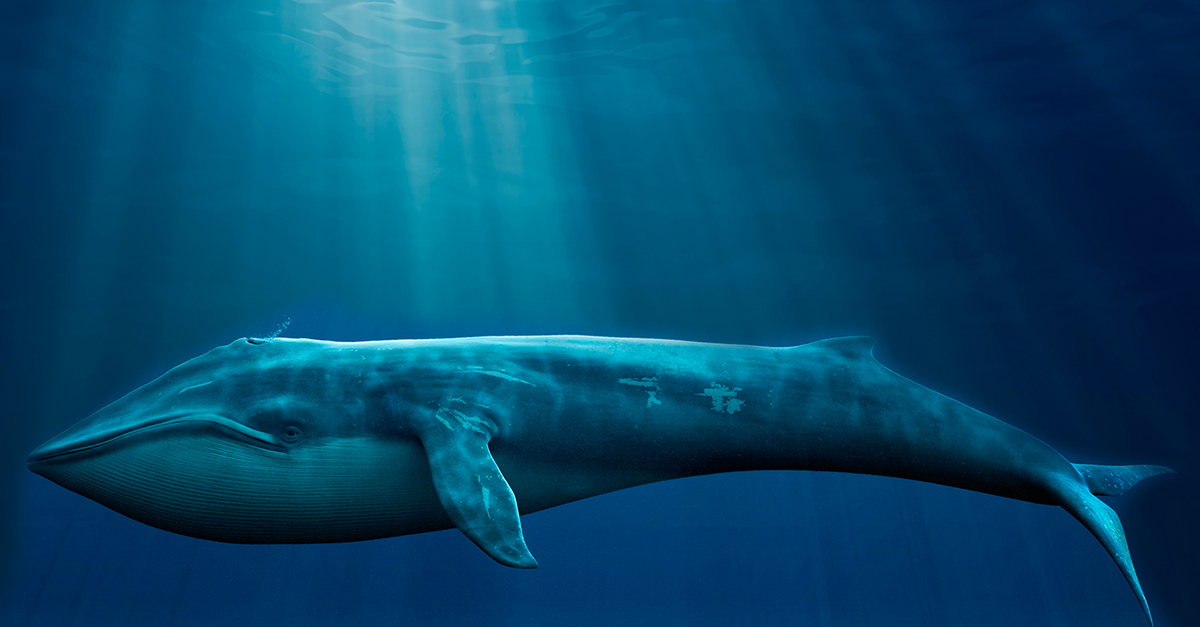 Baleia 52 Hertz: nosso gigante solitário